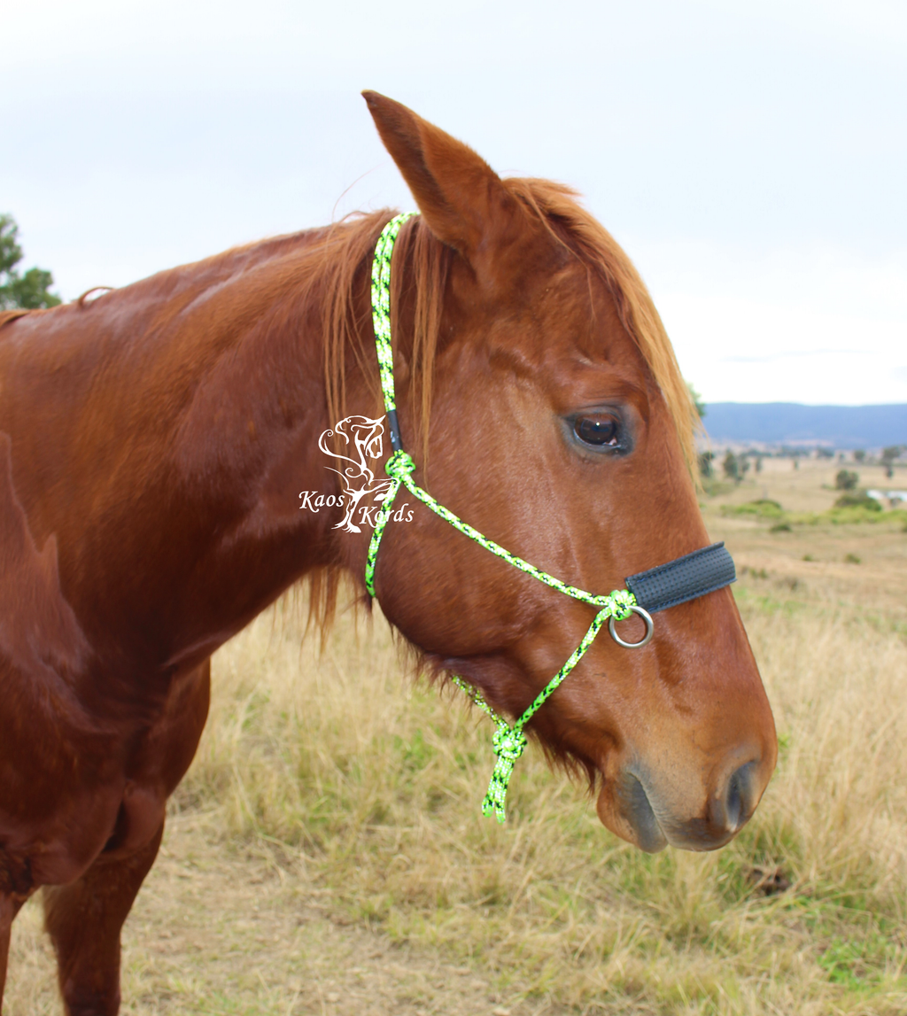 bitless bridle paded