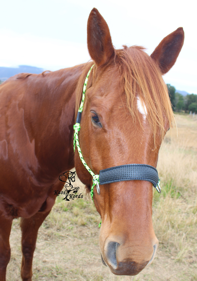 side pull with padded noseband
