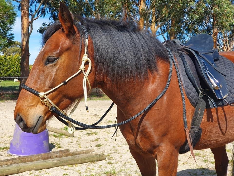 Side Pull/Riding Halter With Padded Nose and Poll With Or Without Chin Strap