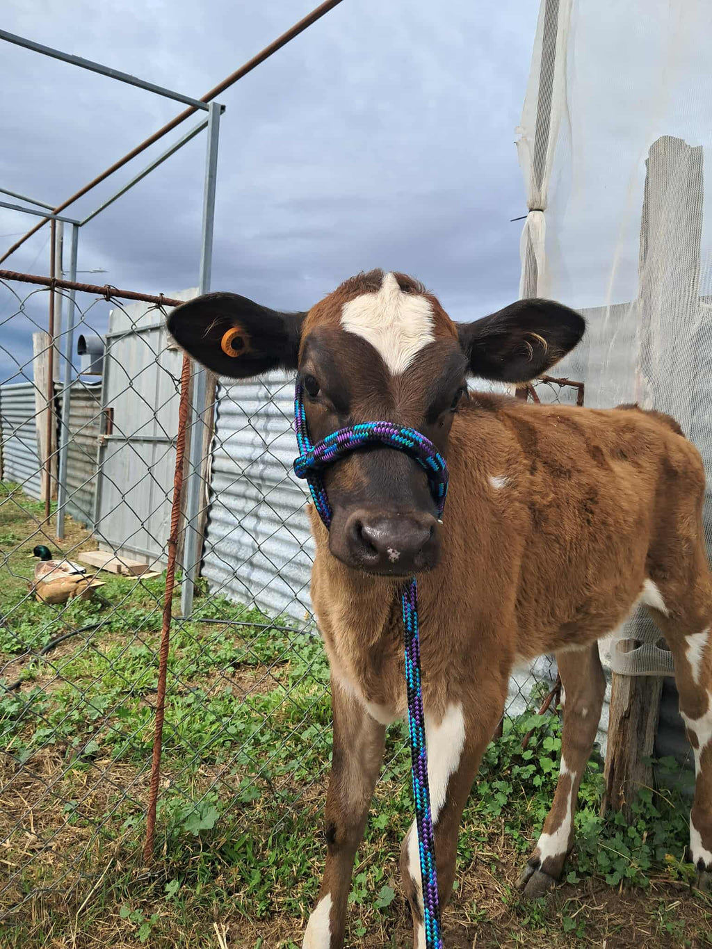 Calf halter adjustable 