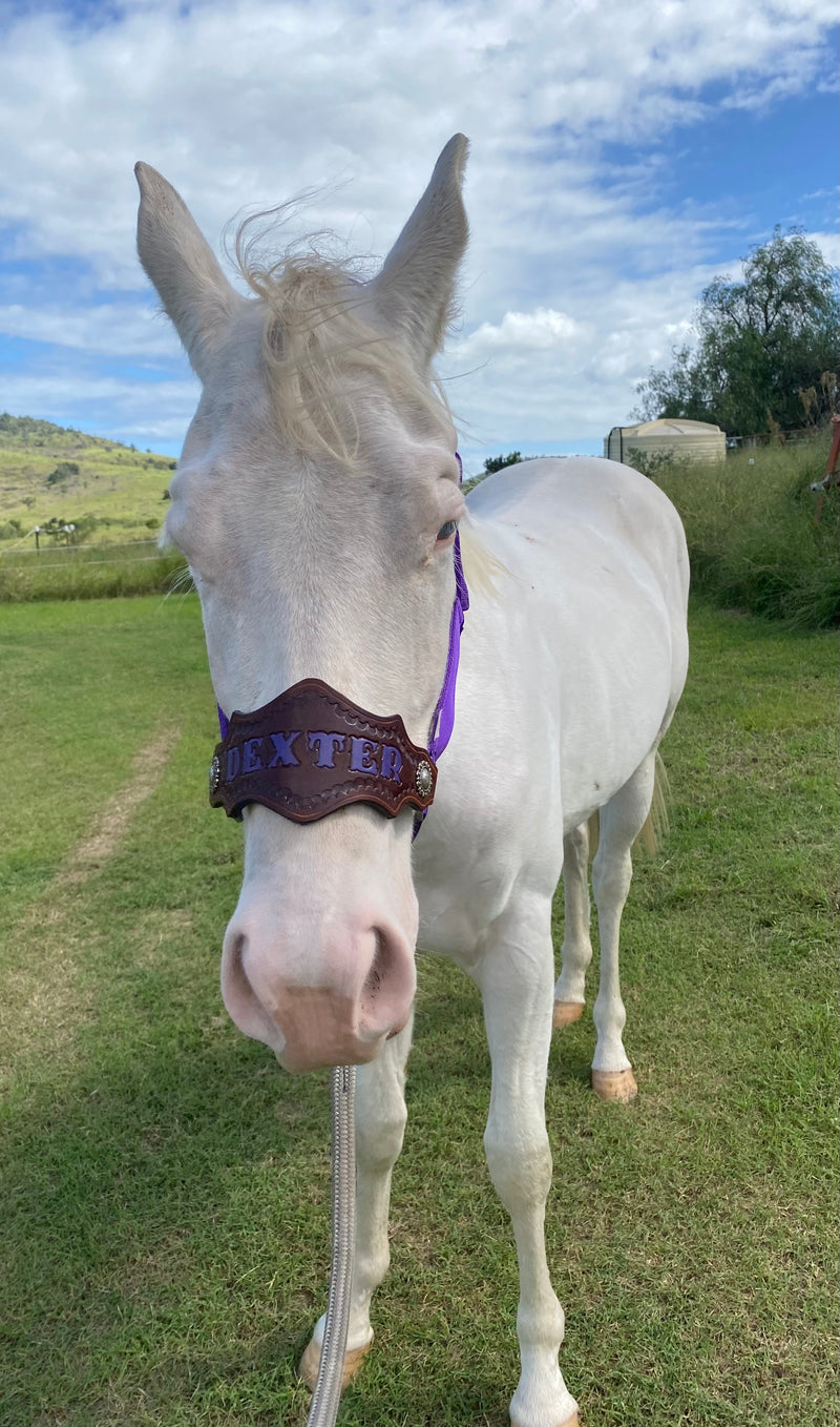 Nylon Buckle Halter With Name Noseband Painted Rounded Diamond Shape