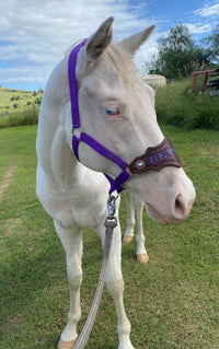 Nylon Buckle Halter With Name Noseband Painted Rounded Diamond Shape