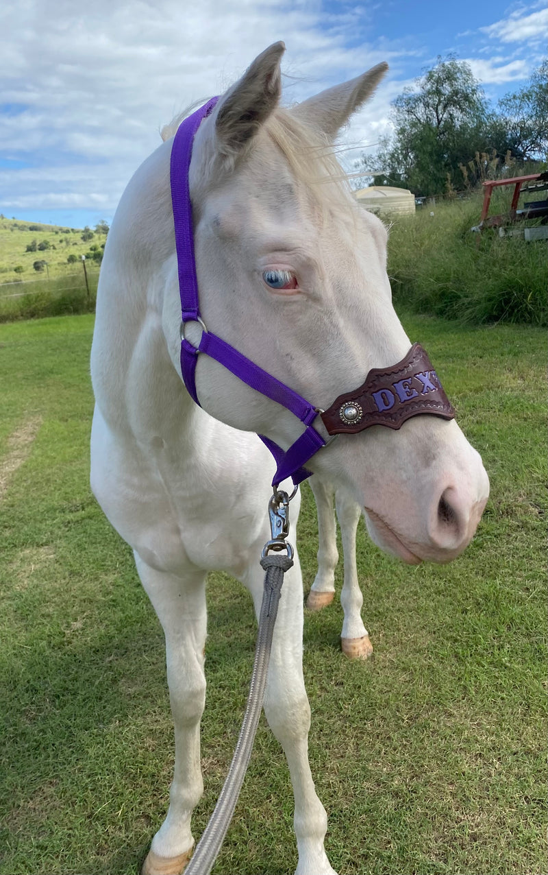 Nylon Buckle Halter With Name Noseband Painted Rounded Diamond Shape