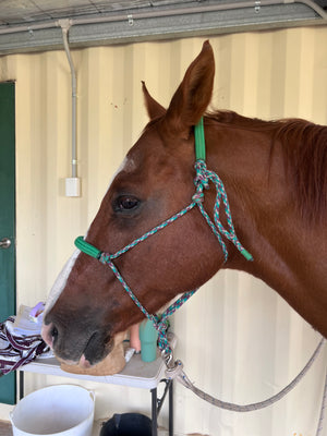 Halter With Padded Nose and Poll