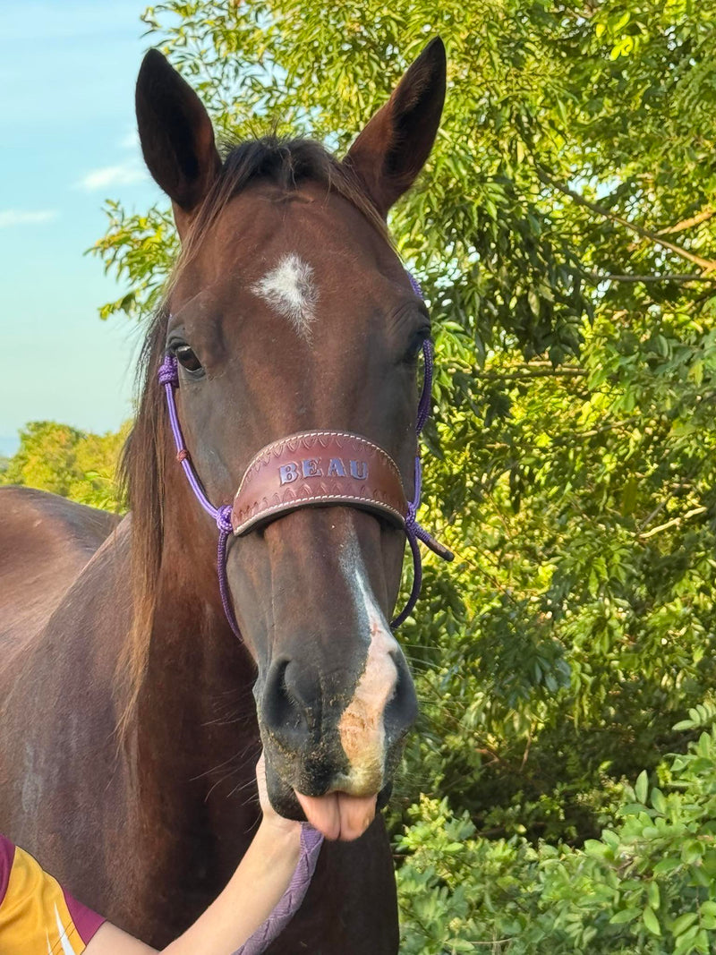 Halter With Name Noseband Painted Bronc Style