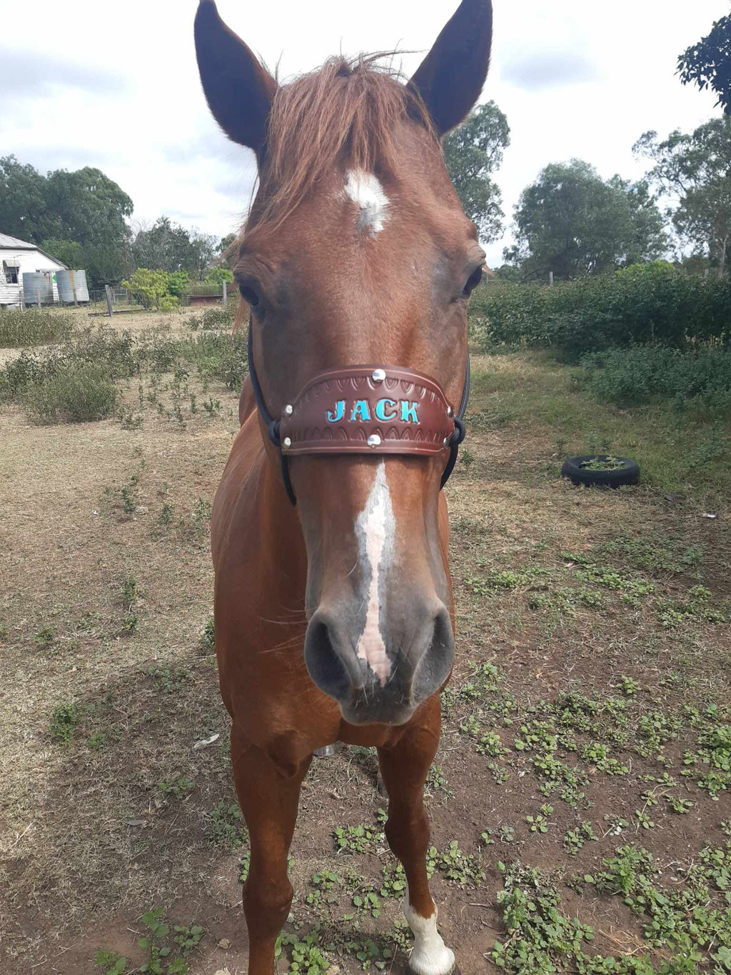 Leather Name Noseband For Attaching To Rope Halter