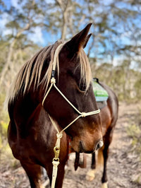 Rope Halter 6mm No Braid