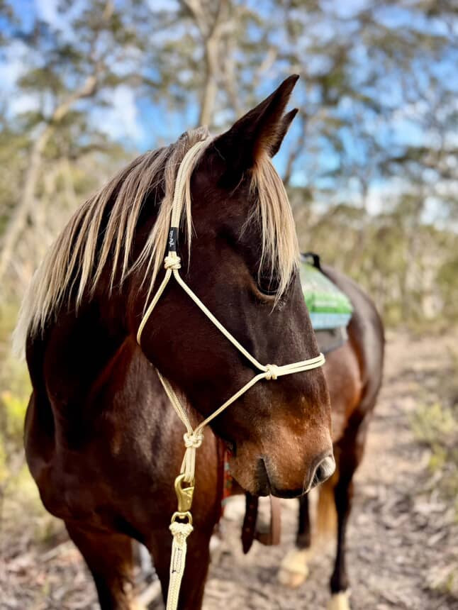 Rope Halter 6mm No Braid