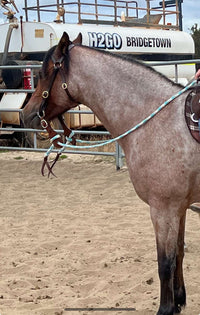 Joined Reins With Buckle  Slobber Straps