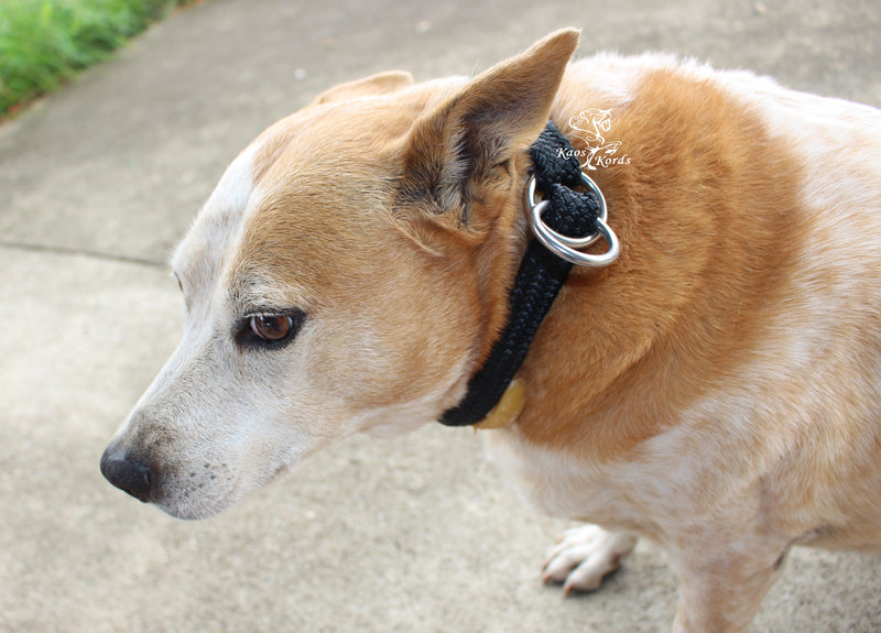 dog collar choker