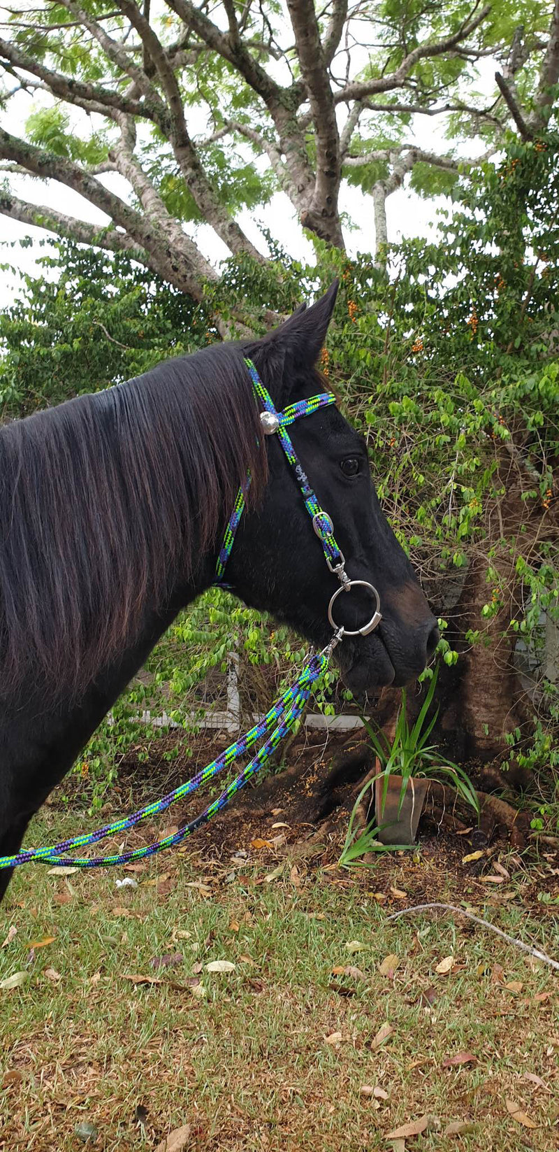 Flat Style Rope Bridle 12mm With Clips
