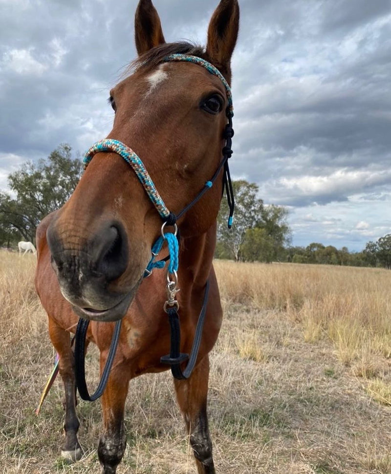 Bitless Bridle With Padded Nose and Poll and Sliding Chin Strap