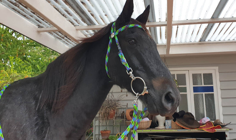 Flat Style Rope Bridle 12mm With Clips