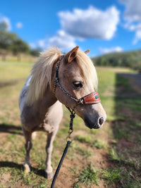 Halter With Name Noseband Painted Bronc Style