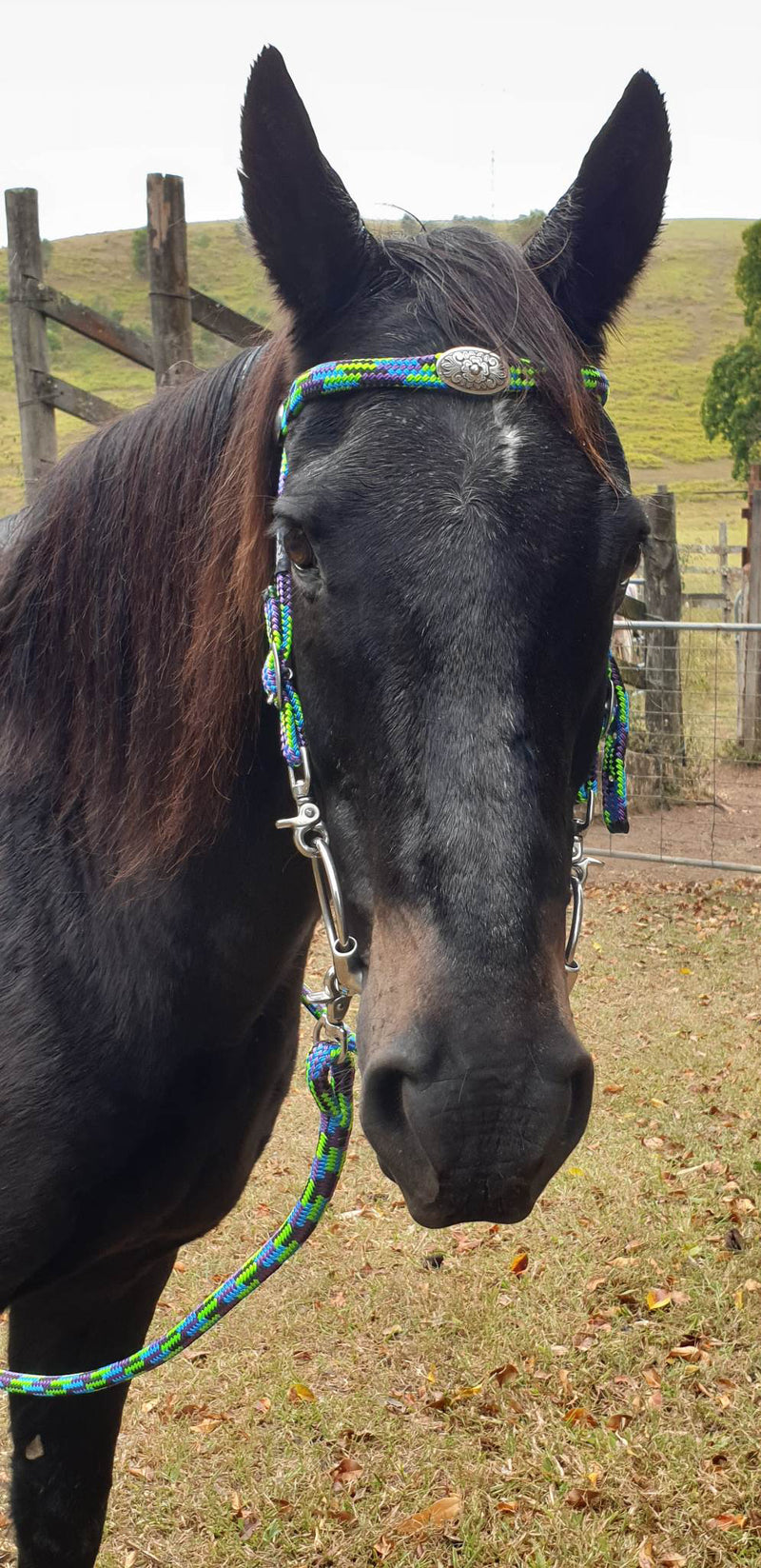 Flat Style Rope Bridle 12mm With Clips