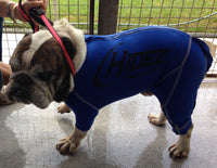storm suit dog