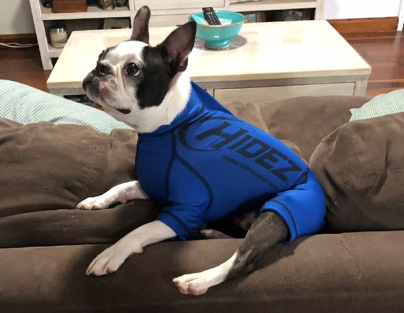 canine blue anxiety suit