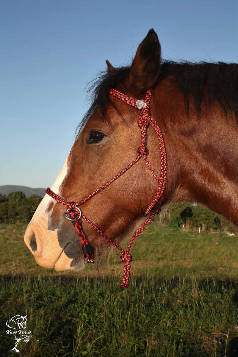 bitless bridle