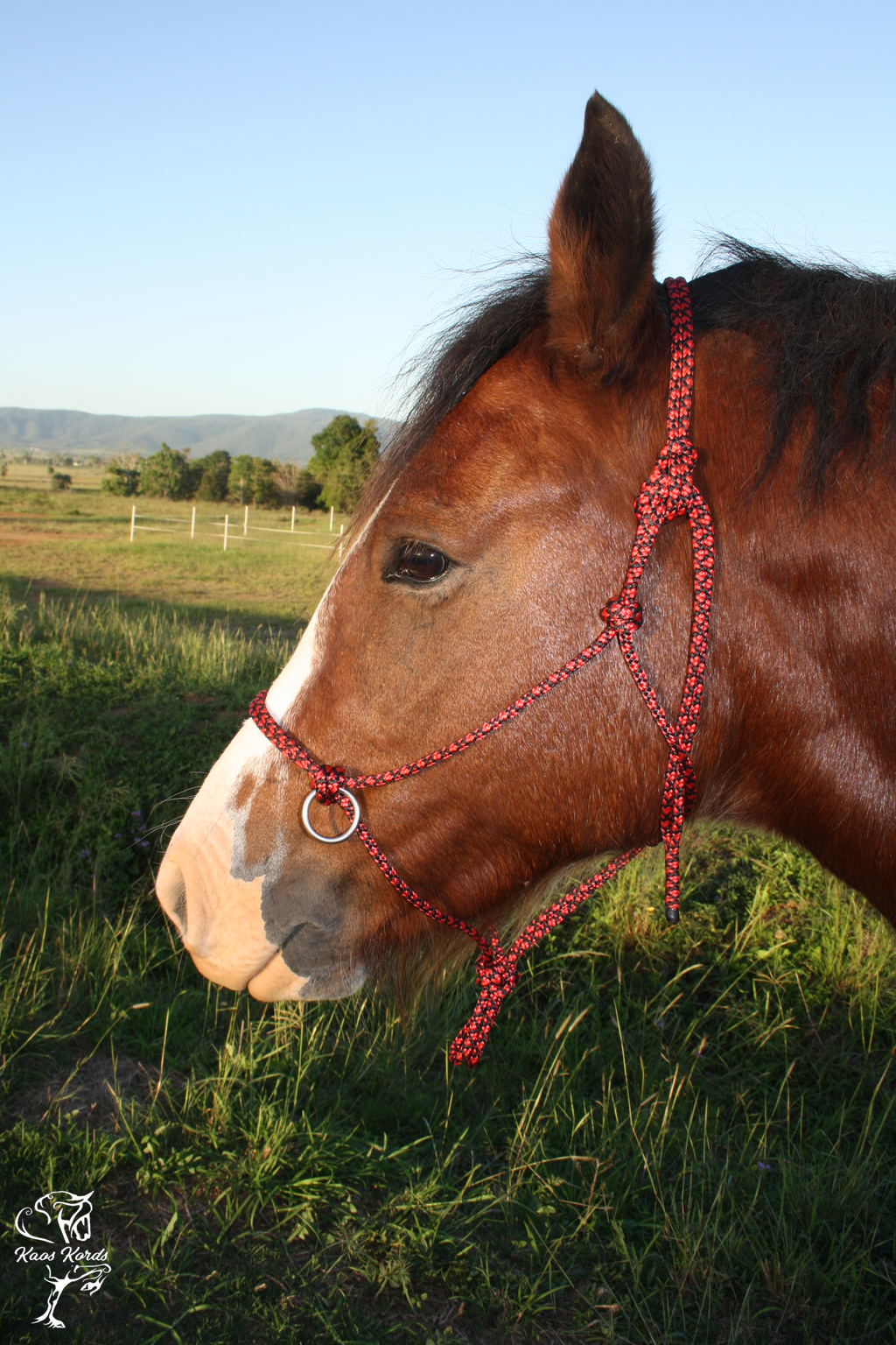 Side Pull/Riding Halter Plain