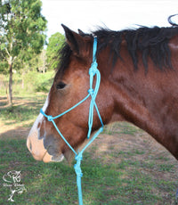 training halter horse