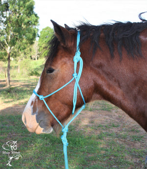 training halter horse