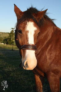 rope bronc halter