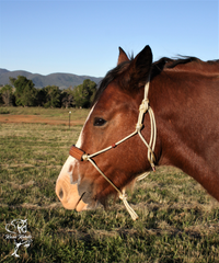 rope bronc halter