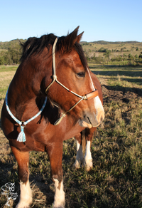 Rope Halter With Rectangle Leather Noseband 6mm