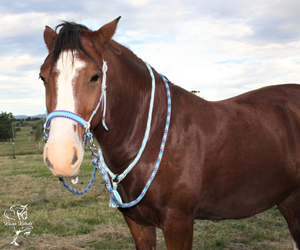 bitless bridle rope