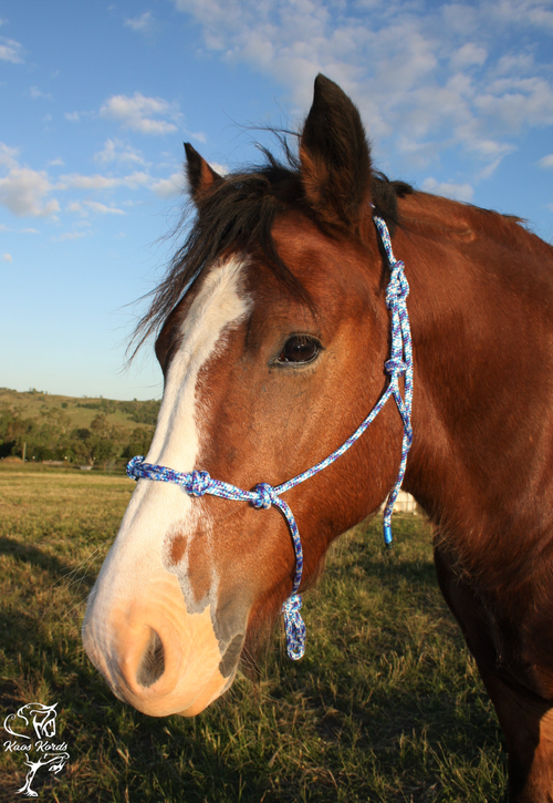 Rope Training Halter With 4 Knots Across Nose 6mm or 8mm