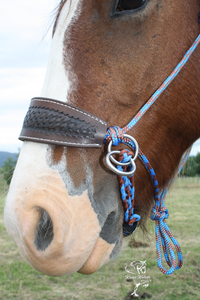 Bitless Bridle With Leather Noseband