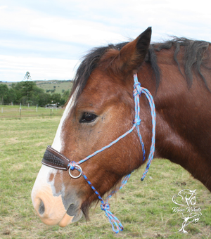 bitless bridle australia
