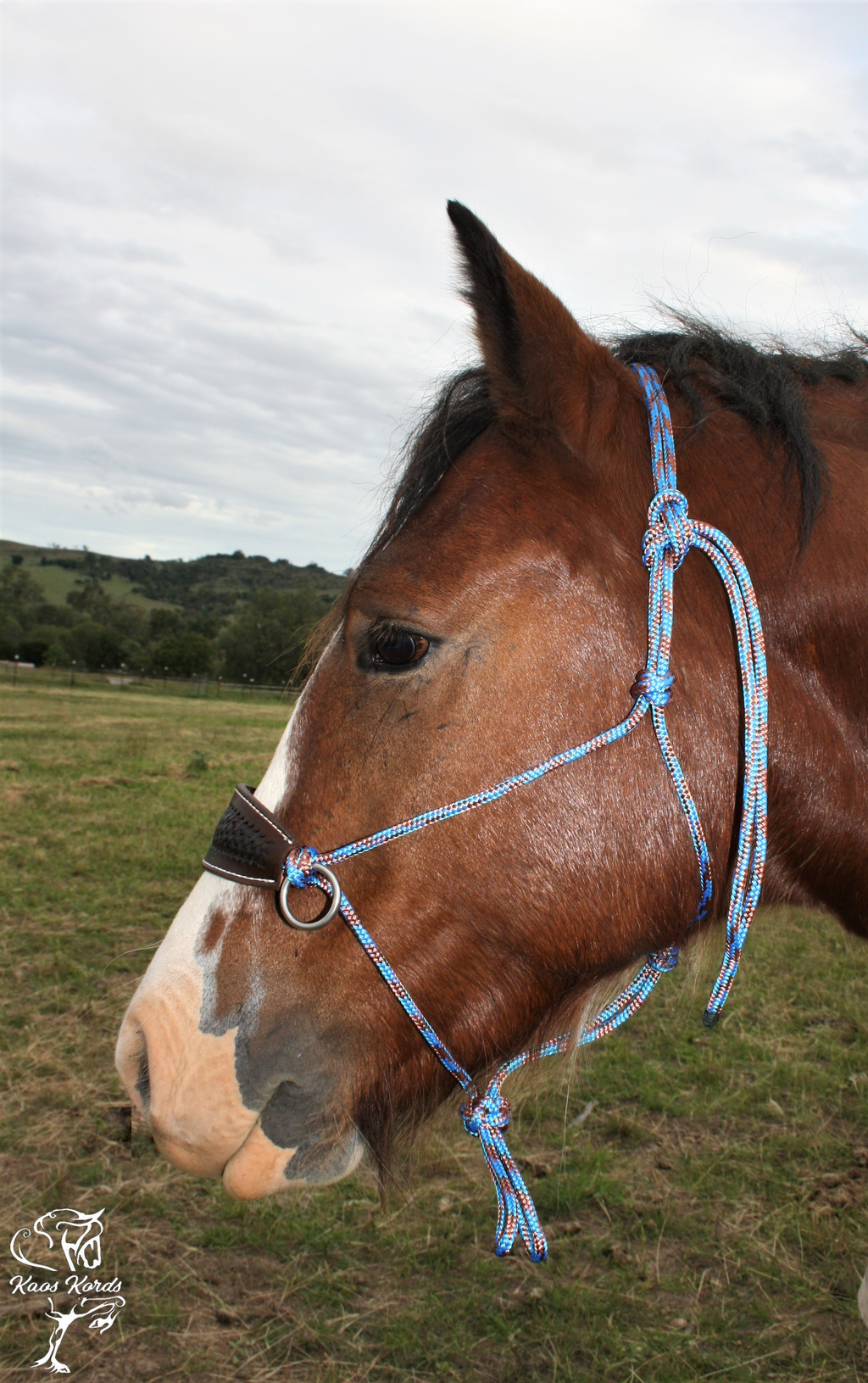 side pull horse halter