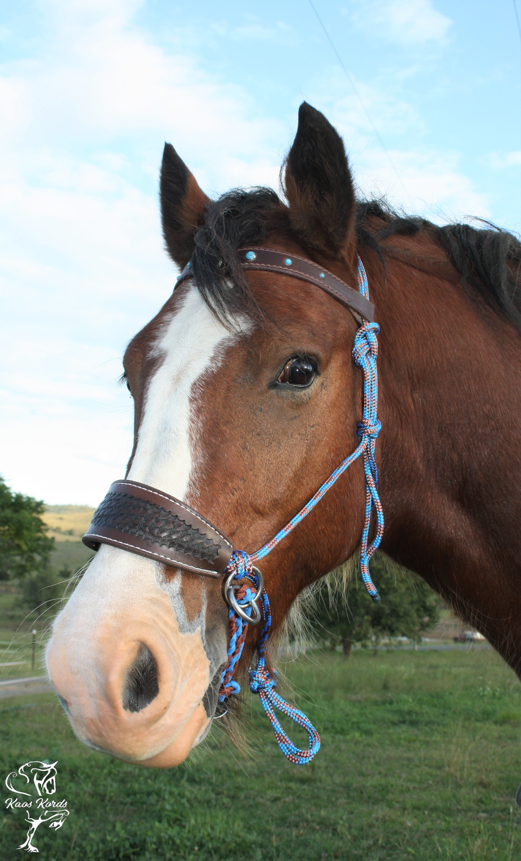 bitless bridle australia