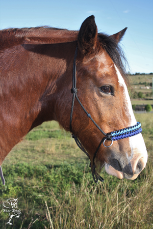 bitless bridle australia