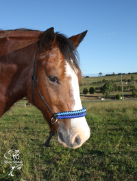 Side Pull/Riding Halter With Double Cobra Braid. With or Without Chinstrap