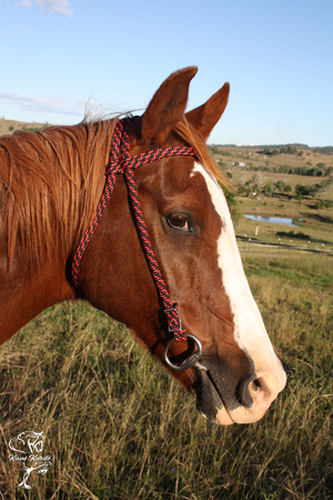 rope bridle australia