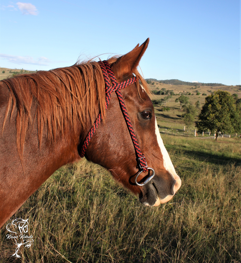 rope bridle horse