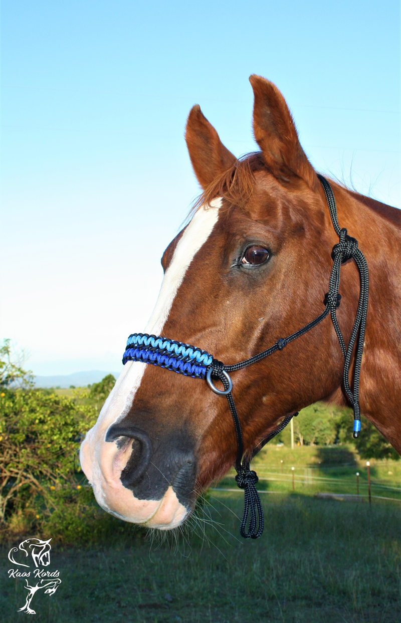 Side Pull/Riding Halter With Double Cobra Braid. With or Without Chinstrap