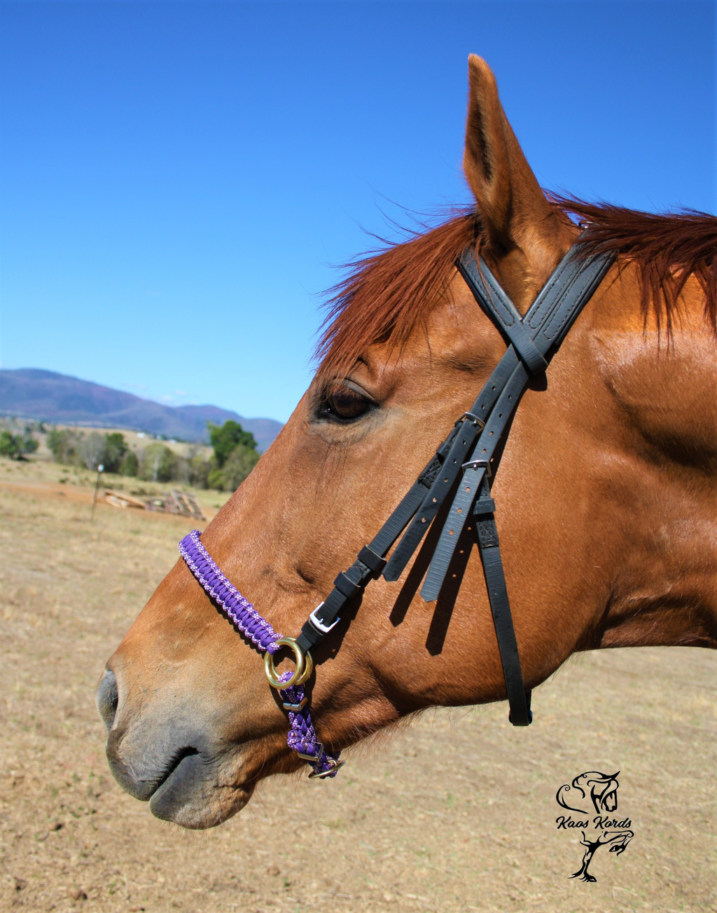 bitless bridle converter