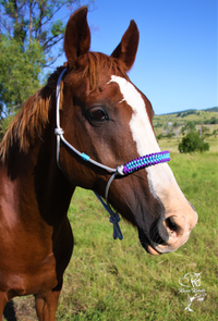 rope halter australia