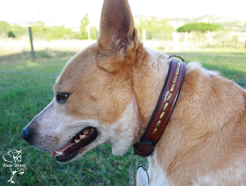 Leather studded dog collar