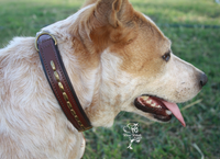 leather dog collar australia