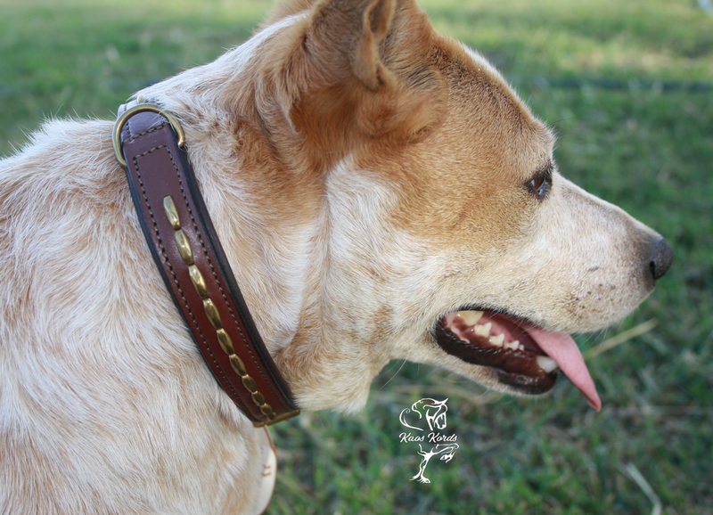 leather dog collar australia
