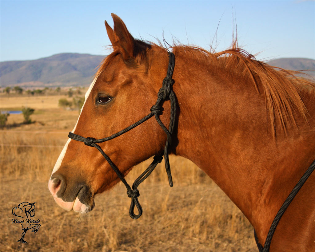 marine rope halter australia