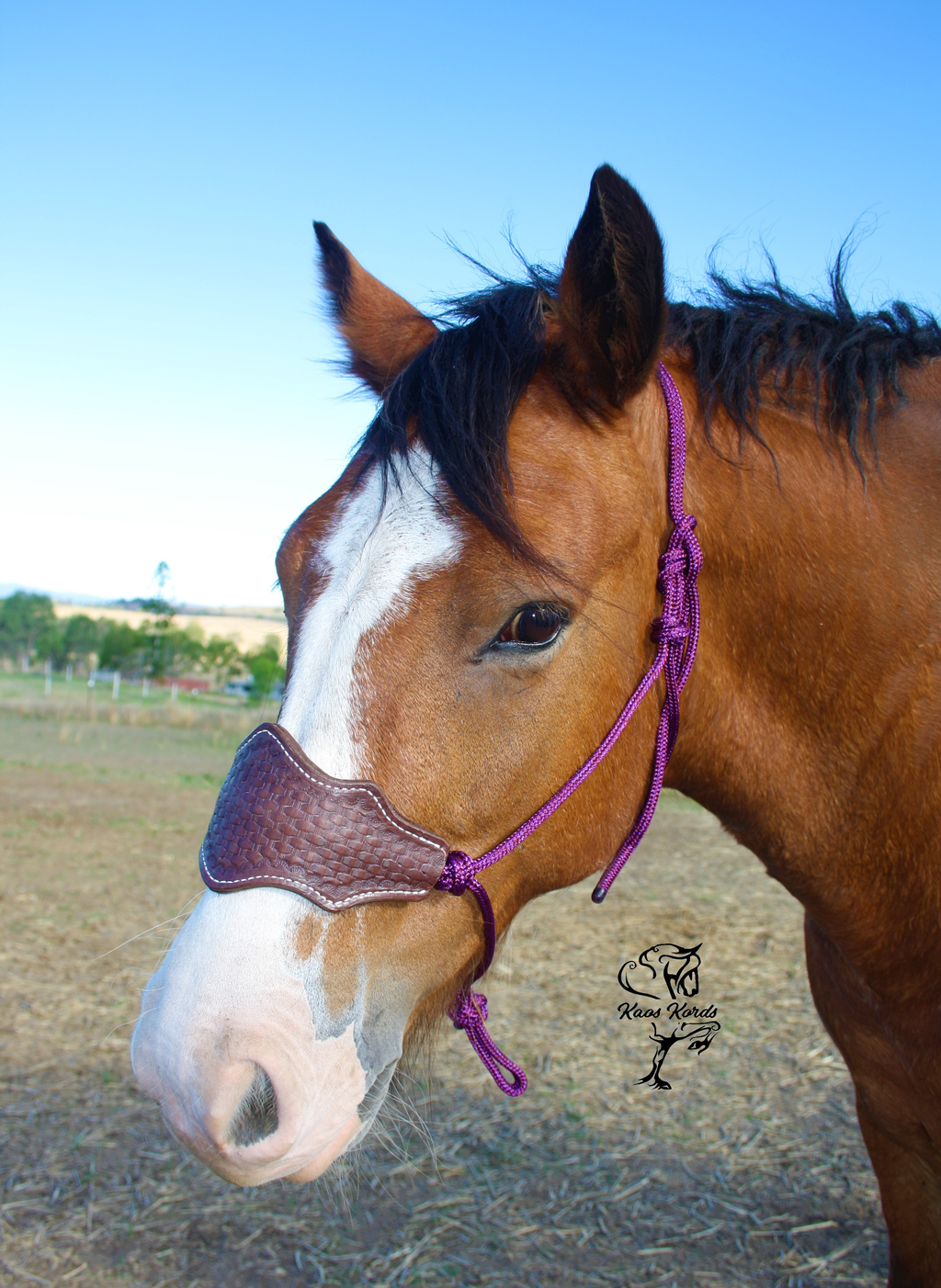 leather noseband horse halter