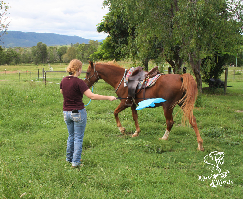 horsemanship desenstising flag