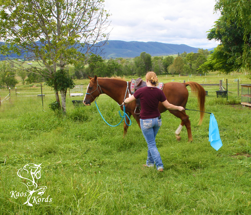 horse training pole and flag australia