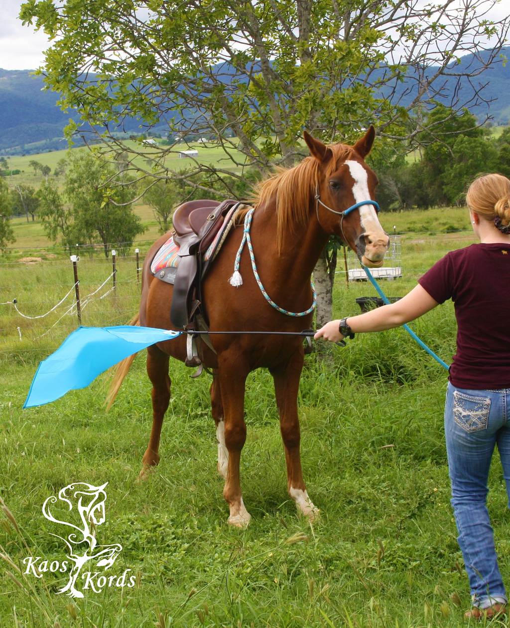 horse training flag australia