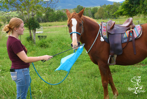 training flag horses